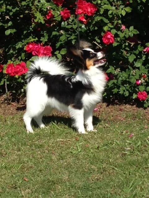 Papillon