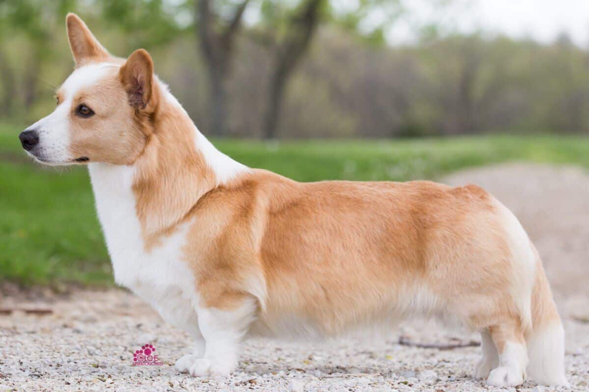 Side photo of a Cardigan Welsh Corgi.
