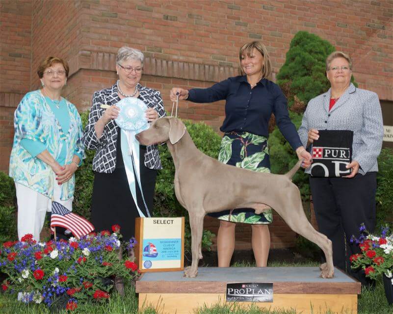 Weimaraner at a dog show.