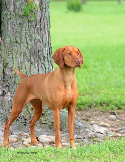 Vizsla