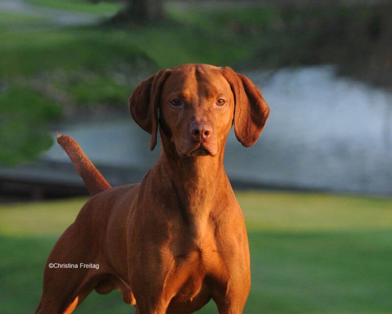 Close-up photo of a Vizsla standing in a yard.