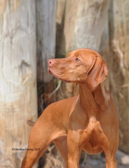 Vizsla