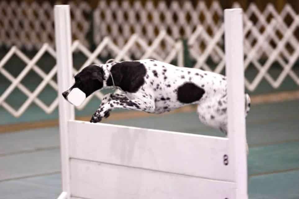 Pointer jumping over an obstacle in a dog sport.