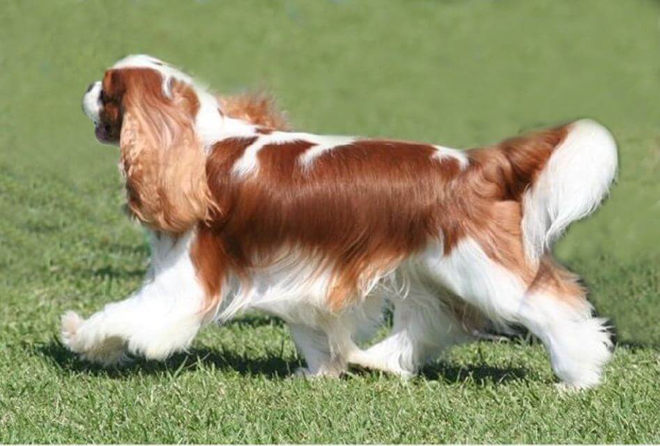 Cavalier King Charles Spaniel