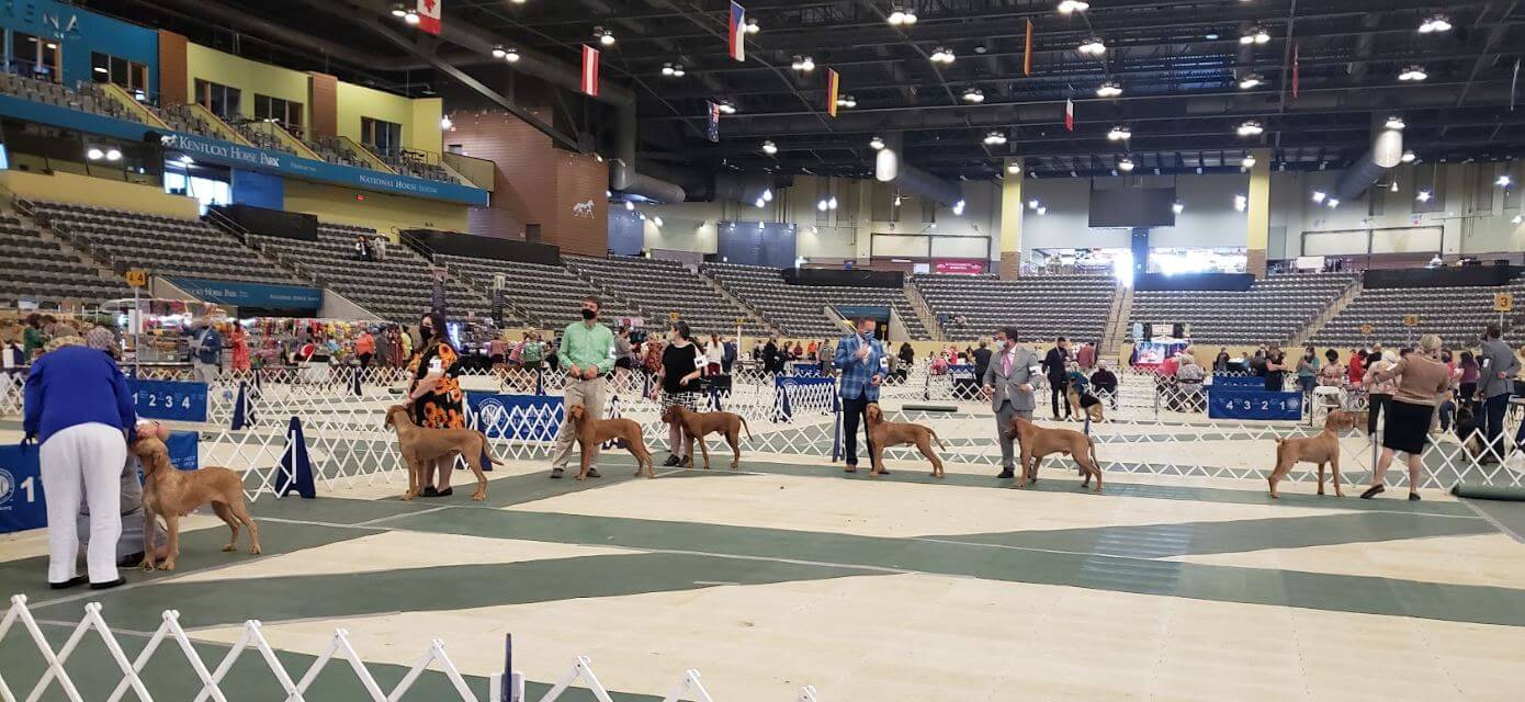 Seven Wirehaired Vizslas with their handlers and a dog show judge in a conformation dog show ring