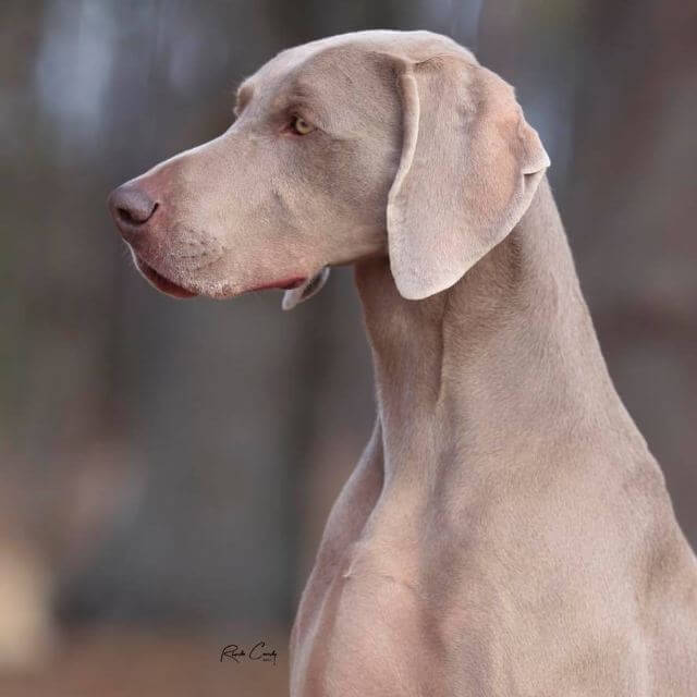 Weimaraner side profile photo.