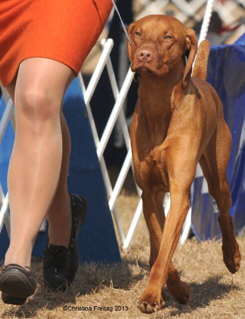 Vizsla in a dog show ring