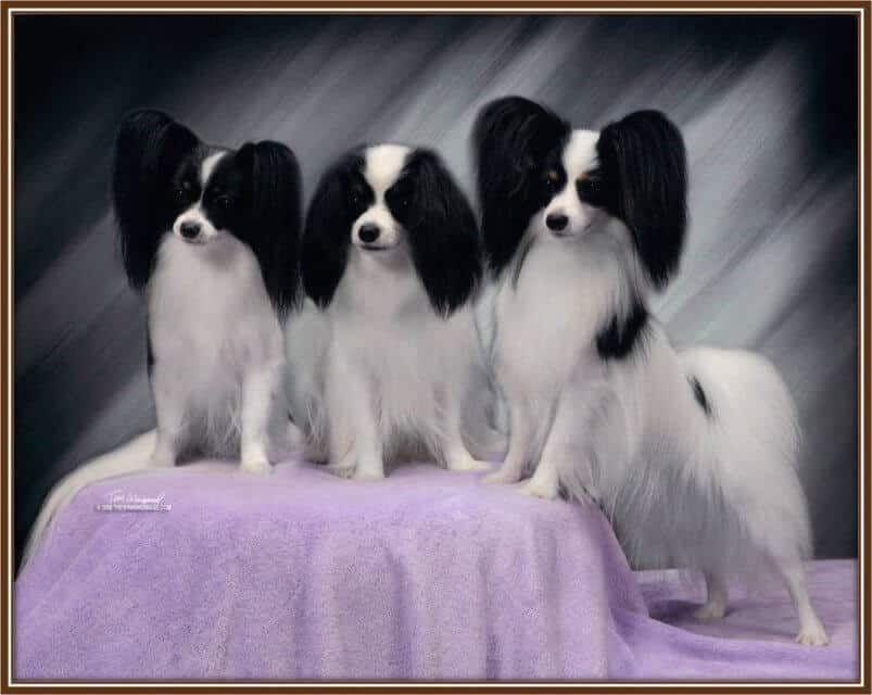 Papillon
