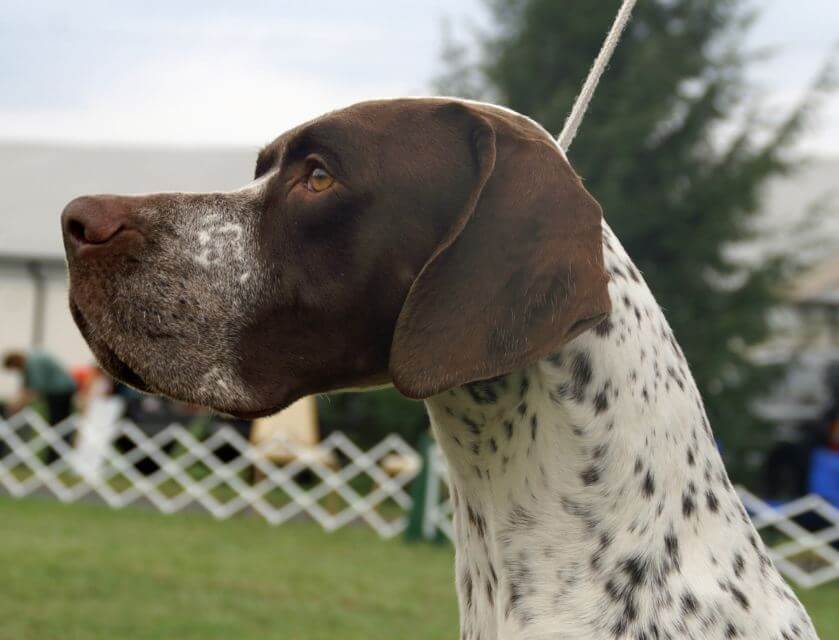 Pointer