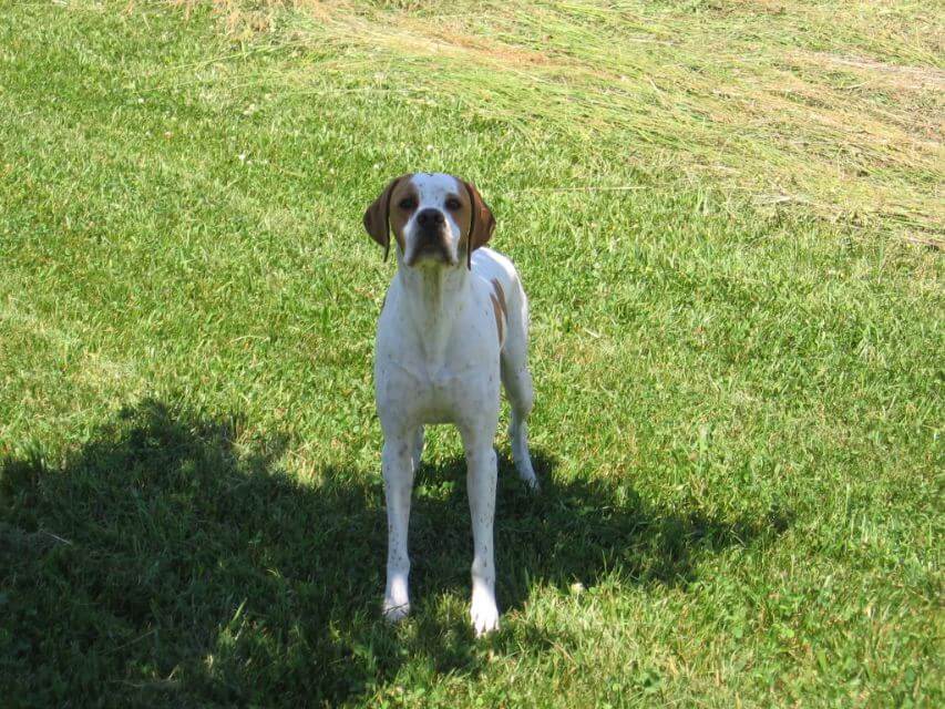 Pointer