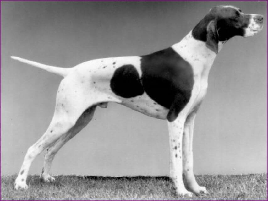 Pointer