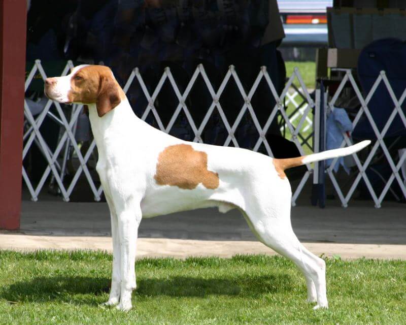 Pointer