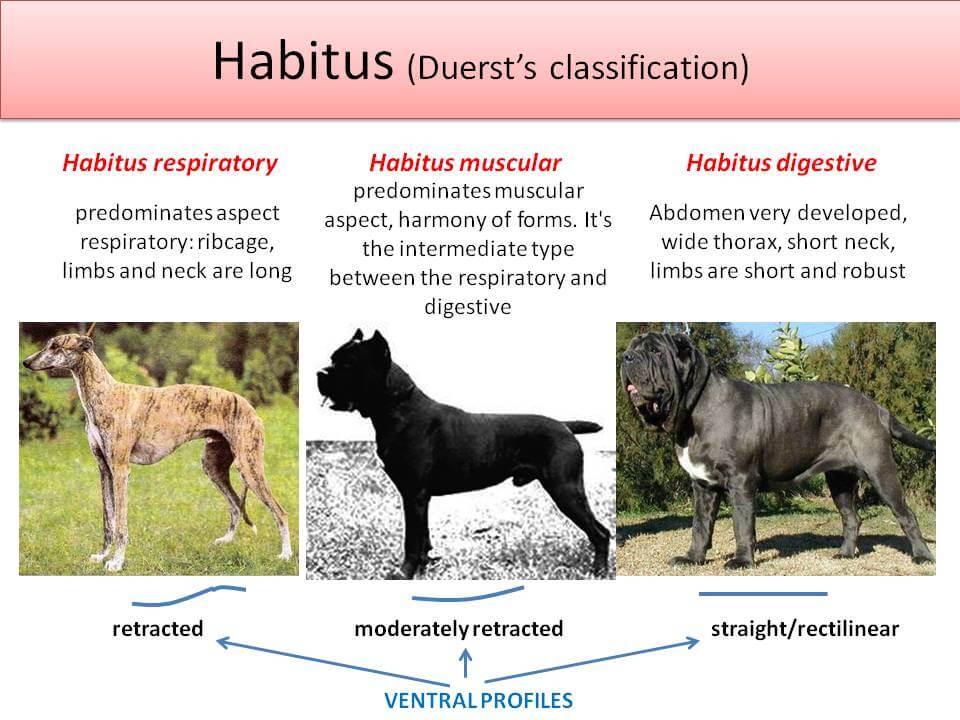 Fig. 1 Judging the Cane Corso