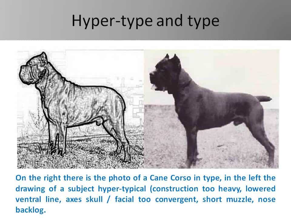 Fig. 2 Judging the Cane Corso