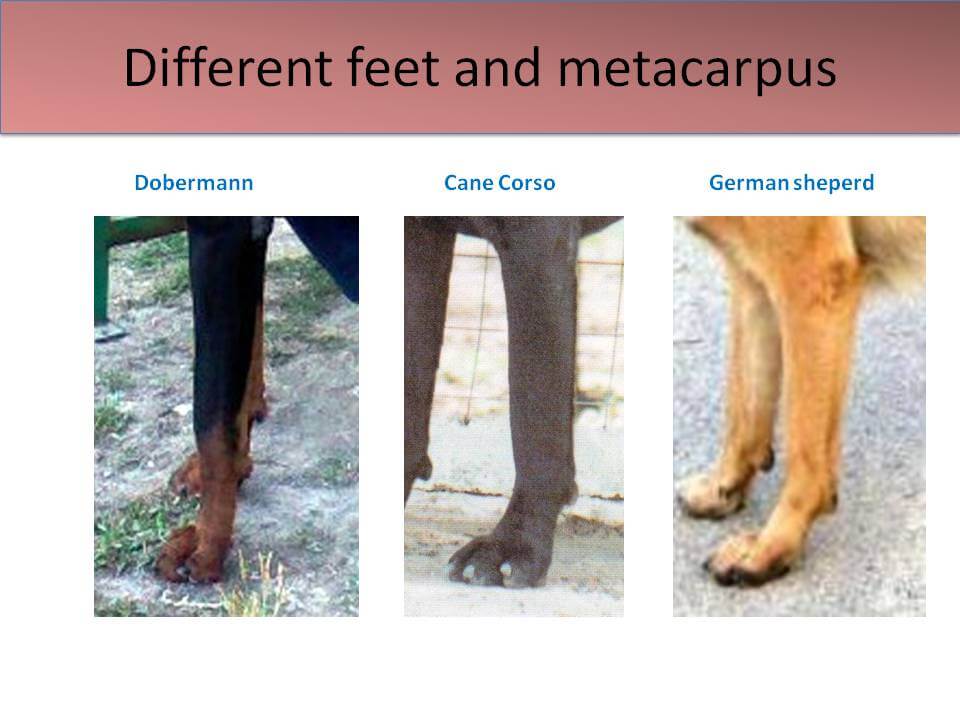 Fig. 6 Judging the Cane Corso