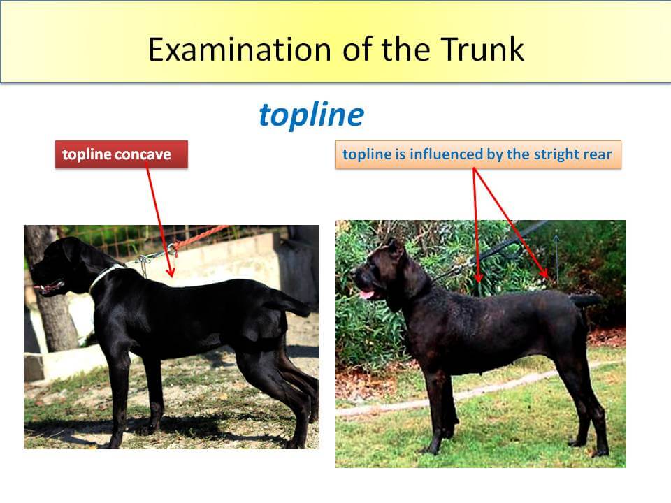 Fig. 7 Judging the Cane Corso