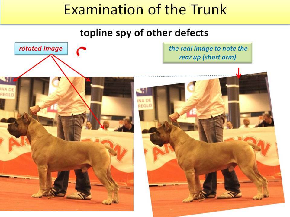 Fig. 8 Judging the Cane Corso