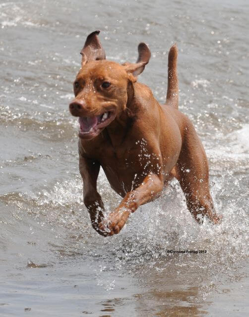 Vizsla running through shallow water.