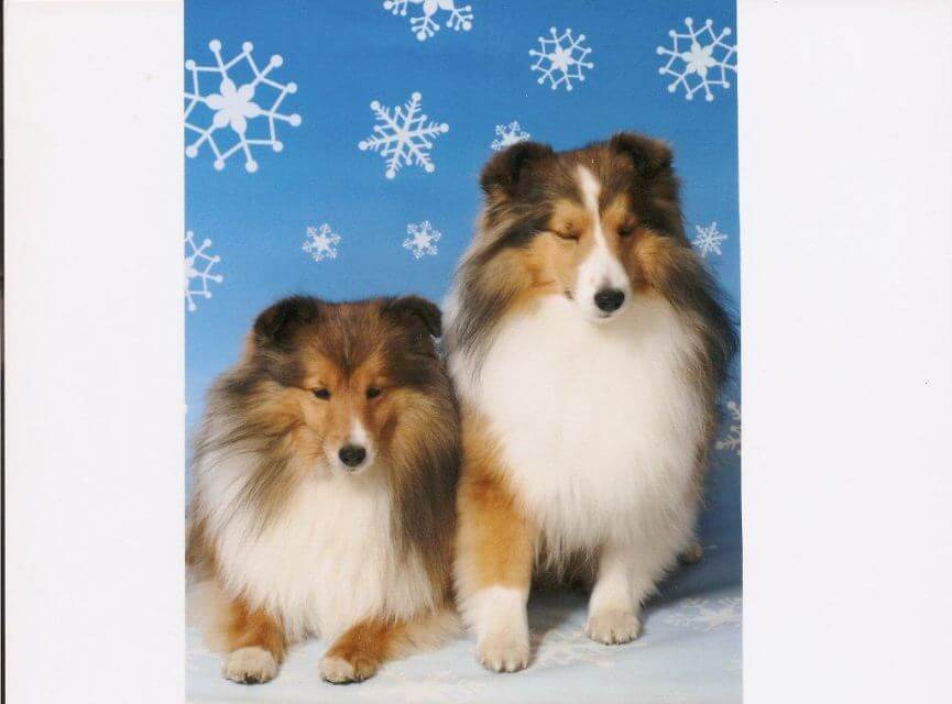 Shetland Sheepdog