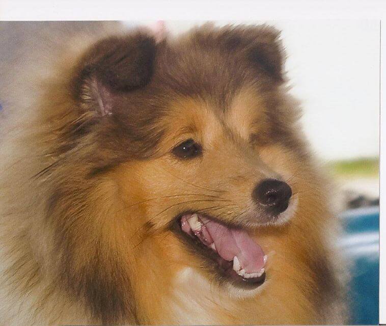 Shetland Sheepdog