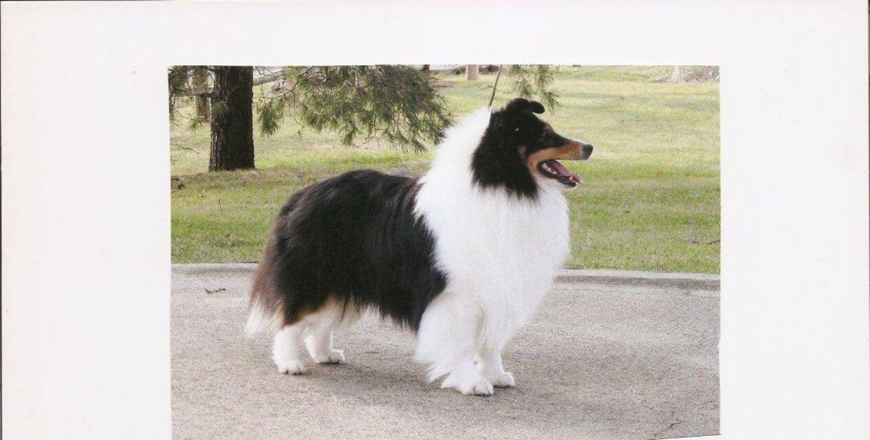 Shetland Sheepdog
