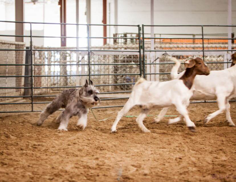 Standard Schnauzer herding goats.