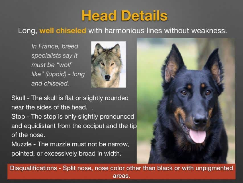 Beauceron