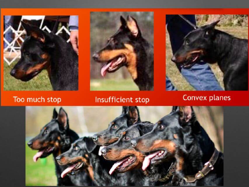 Beauceron