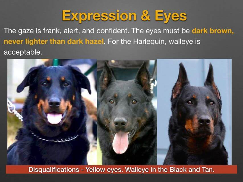 Beauceron