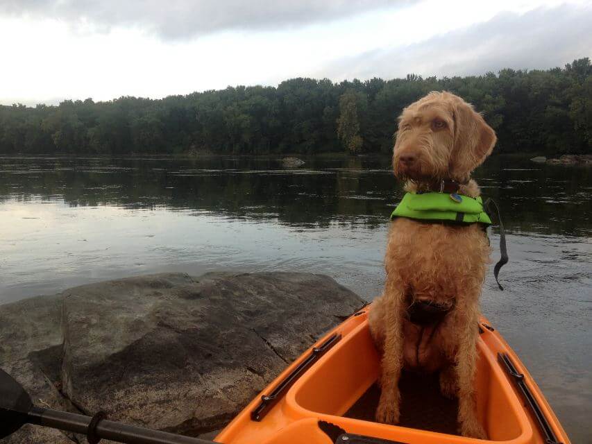 Wirehaired Vizsla sitting on a kayak on a lake.