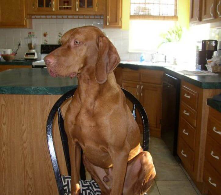 Vizsla