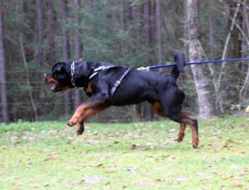 Rottweiler