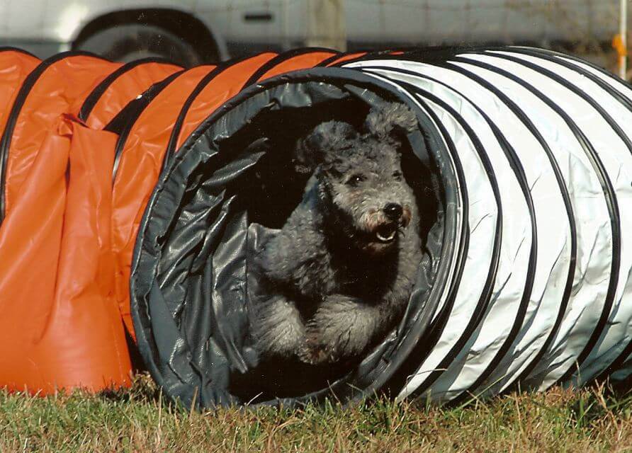 Pumi