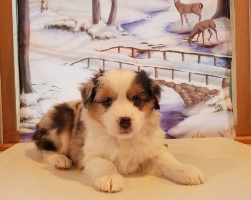 Miniature American Shepherd