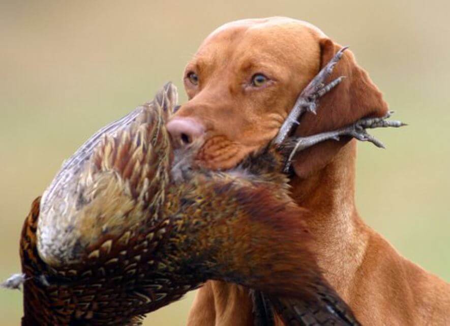 Vizsla