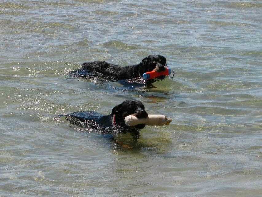 Rottweiler