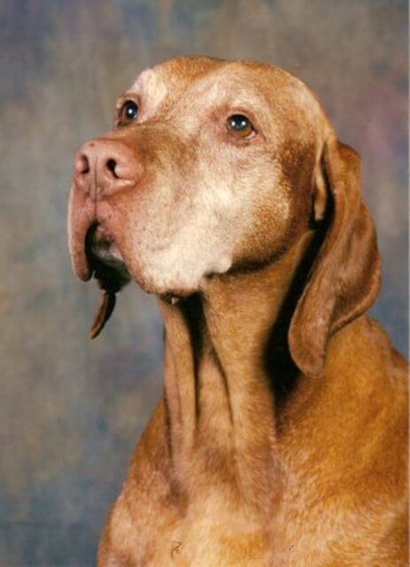 Vizsla