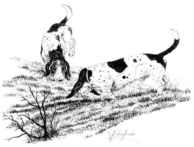 Illustration of two Basset Hounds