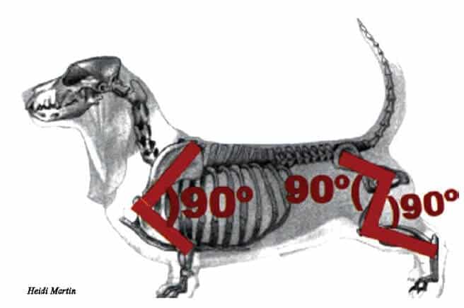 Illustration of a Basset Hound