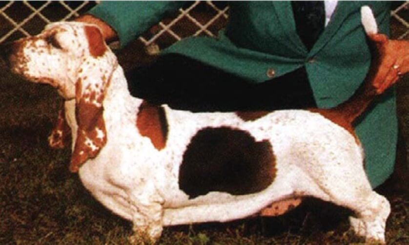 Basset Hound stacked on a dog show podium