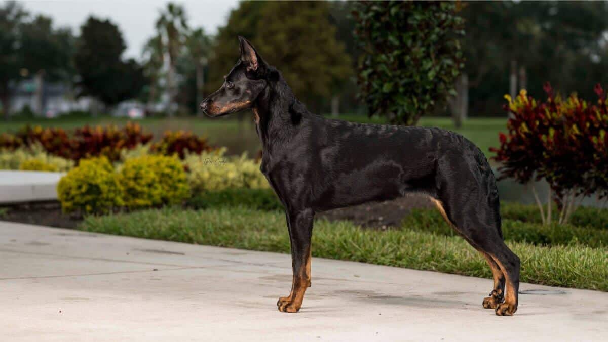 Side photo of a Beauceron standing in a park.