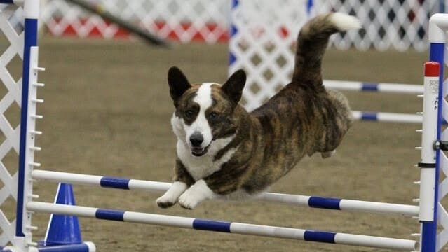 Cardigan Welsh Corgi jumping over an obstacle during an Agility competition.