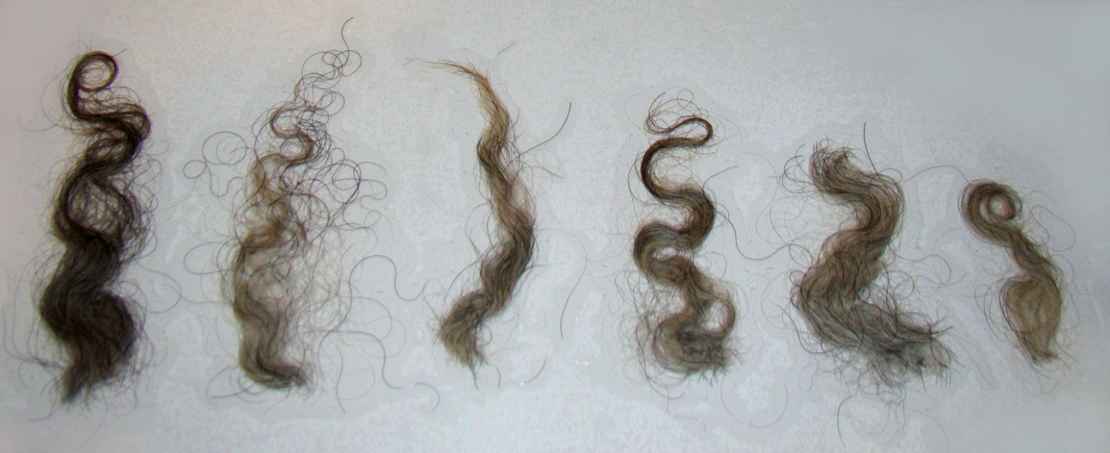 Pumi