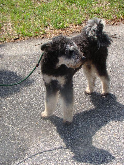 Pumi