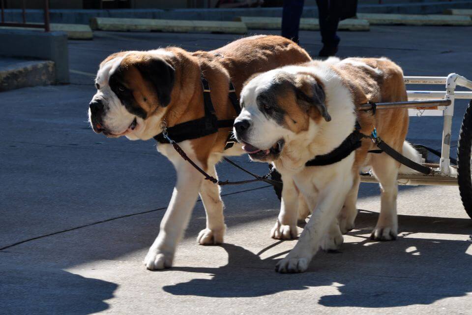 Saint Bernard