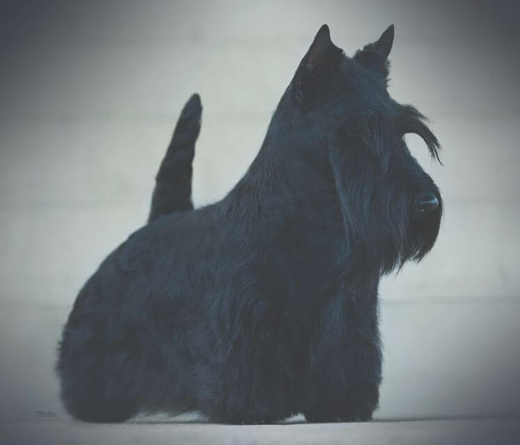 Scottish Terrier