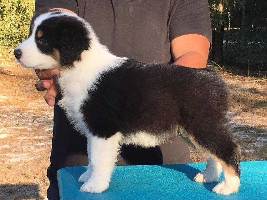 Miniature American Shepherd