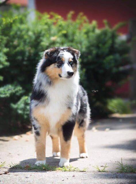 Miniature American Shepherd