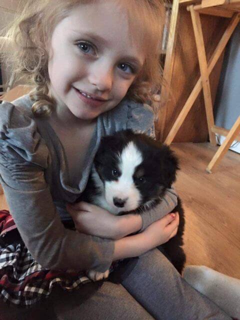 Miniature American Shepherd