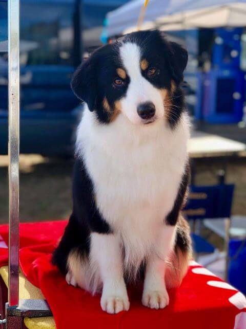 Miniature American Shepherd